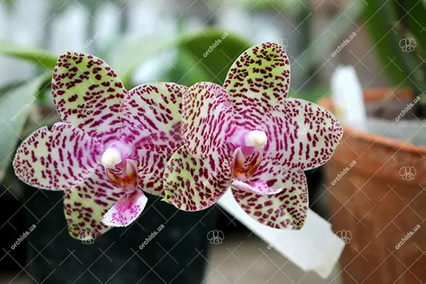 Phalaenopsis Natasha 'Aiko'