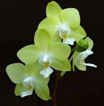 Phalaenopsis Brother Pico Bahama