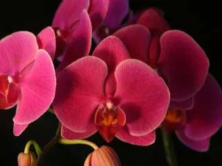 Doritaenopsis Jiuhbao 'Red Rose'