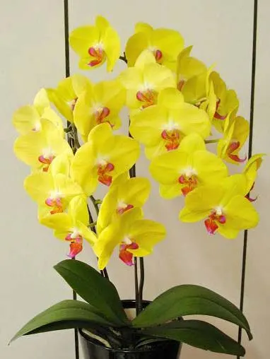 Doritaenopsis Fuller's Sunset