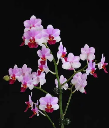 Doritaenopsis Liu's Triprince