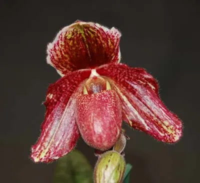 Paphiopedilum bellatulum x chamberlainianum