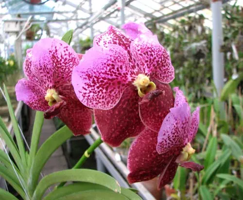 Vanda Boonchoosand x Vanda Bitz's Heartthrob