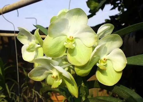 Vanda Kultana Gold x Ascocenda Kultana White Will