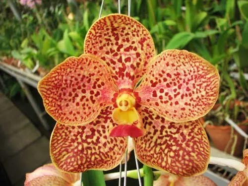Vanda Sumon Spot x Vanda Chaya Orange