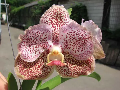 Vanda Sumon Gold x Ascocenda Kultana Gems