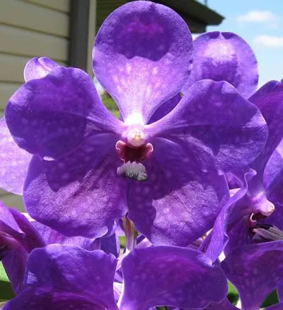 Vanda Sirilak x Vanda Faye Bennett