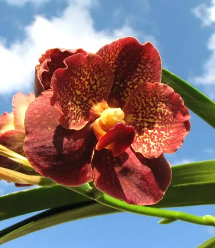 Vanda Keeree Sapphire x Vanda Chaiya