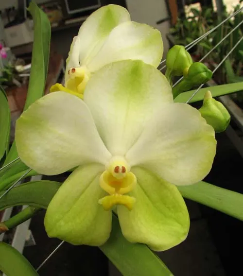 Vanda Kultana Green Gold x Vanda Bamgkhimsri