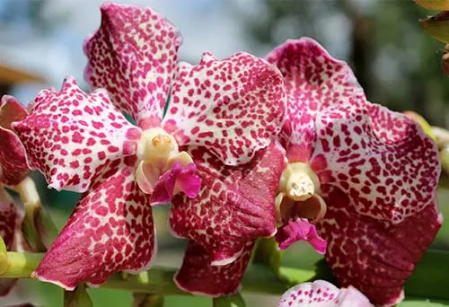 Vanda Kultana Ruby x Vanda Mimi Palmer