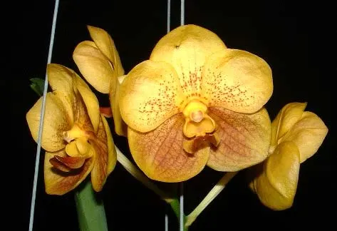 Vanda Sankhamphaeng x Vanda Udom Gold