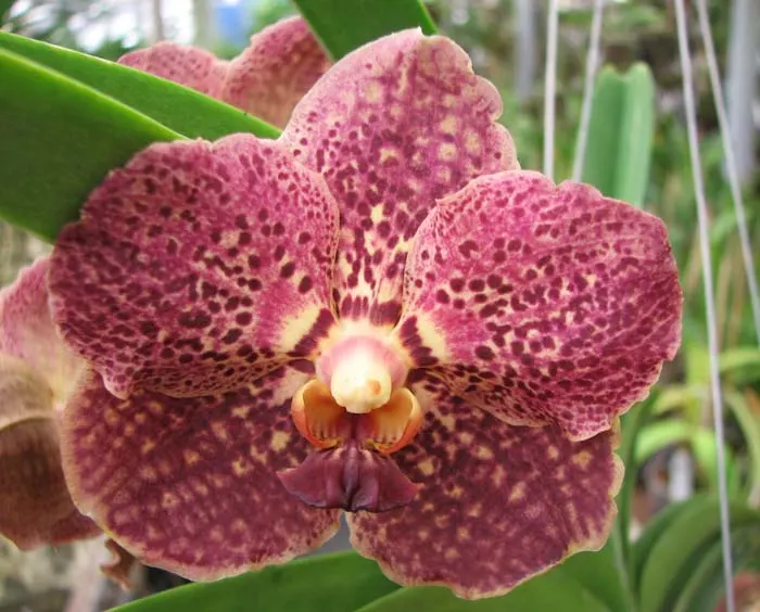 Vanda Thailand Gold x Vanda Tarab Waxy