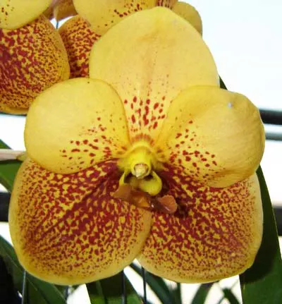 Vanda Udom Gold x Vanda sanderiana