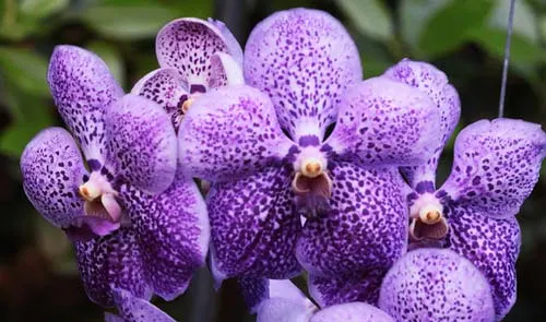 Vanda Kasem's Delight x Vanda Fantastic Fanfare