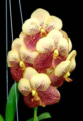 Vanda Taweesuksa x sanderiana x Vanda Kultana
