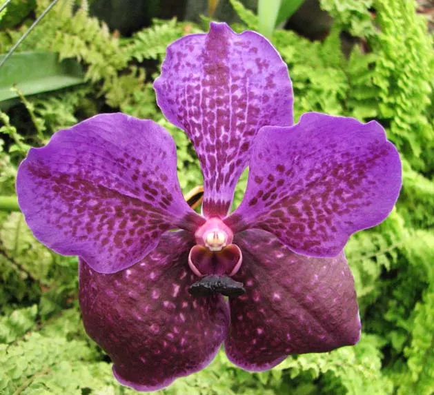 Vanda sanderiana x Vanda Pacharee's Delight
