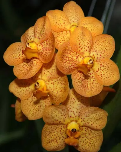 Ascocenda Miami 'Brown Spots' x Ascocenda Miami 'Gold Spots'