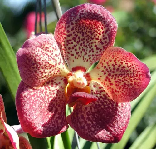 Vanda Saladaeng x Ascocenda Betty May Steal