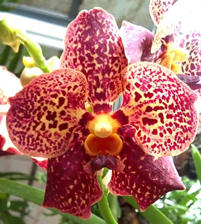 Vanda sanderiana x Ascocenda Pak Hai