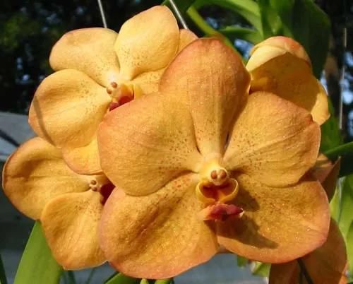 Vanda Thailand Gold x Ascocenda Fuchs Sunset