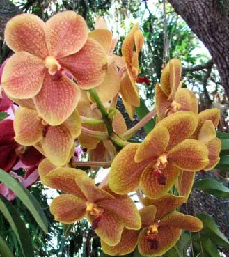 Vanda Rasri Gold x Vanda Doctor Anek