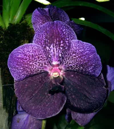 Vanda Kultana Dark Violet x Ascocenda Kultana Flame