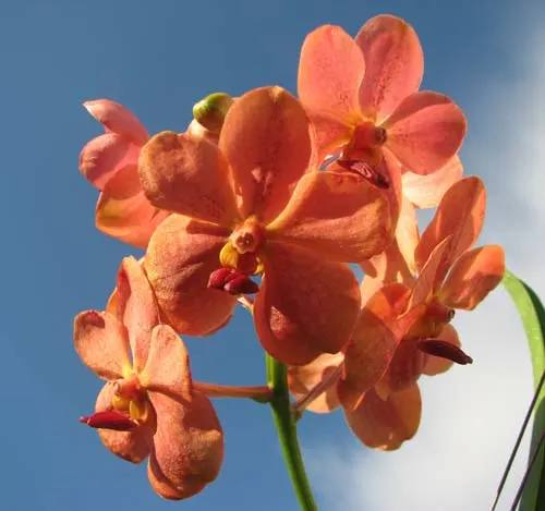 Vanda sanderiana x Ascocenda Vilas