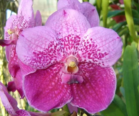 Vanda Annete Jones x Vanda sanderiana
