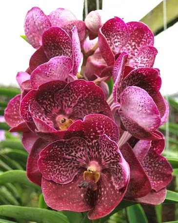 Vanda sanderiana x Vanda Kultana Ruby