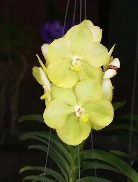 Ascocenda Kultana White Will x Jakkrit Gold
