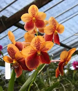 Vanda Thananchaisand x Vanda Tarab Waxy