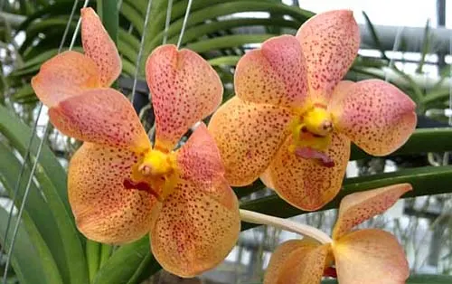 Ascocenda Rakjai x Vanda Pranermprai