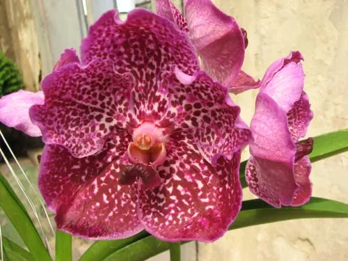 Vanda Srakaew x Bitz's Heartthrob x Ascocenda Lenakamolphun