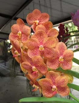 Vanda Kasem's Delight x Ascocenda Yip Gua Chia Long