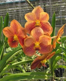 Vanda Ram Indra x Pharoah's Gold