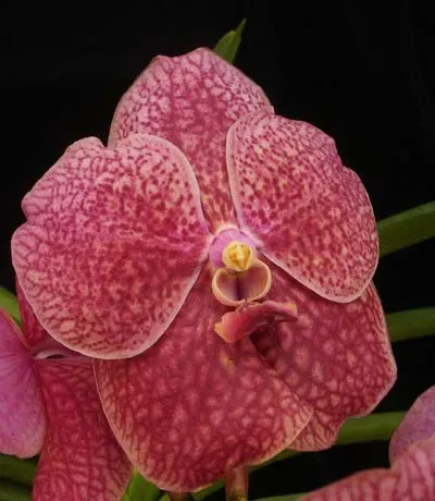 Vanda Sankamphaeng x Ascocenda Miami Brown Spot