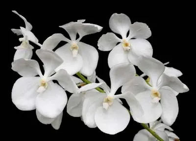 Ascocenda Kultana White
