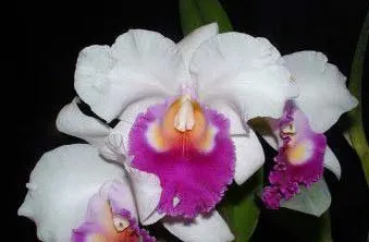 Brassocattleya Marasri