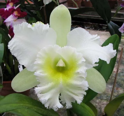 Brassolaeliocattleya Elizabeth Hearns