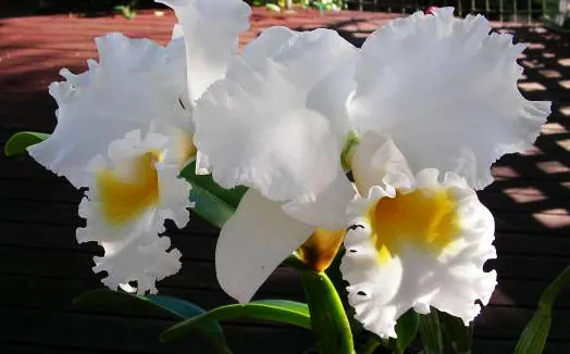 Cattleya Petch Siam