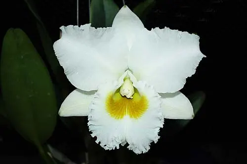 Cattleya White Diamond