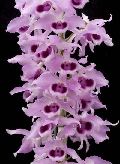 Dendrobium parishii