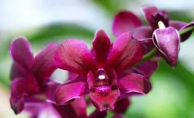 Dendrobium Supernova