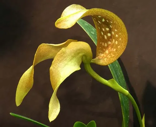 Bulbophyllum burfordense