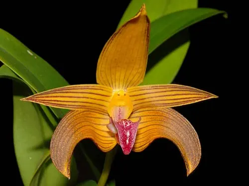 Bulbophyllum claptonense