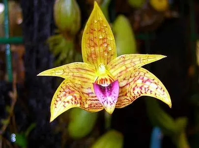 Bulbophyllum coweniorum