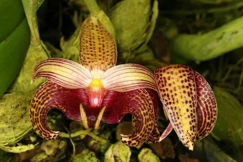 Bulbophyllum sumatranum