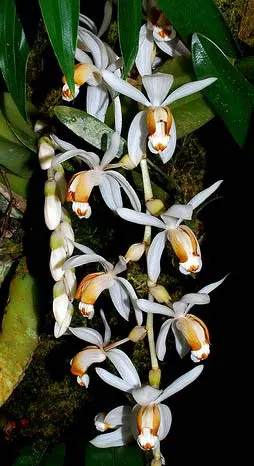Coelogyne swaniana