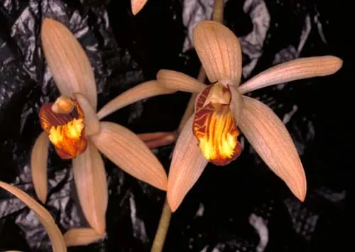 Coelogyne velutina