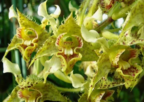 Dendrobium macrophyllum 'Green'